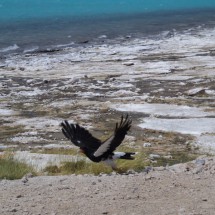 From Paula: A vulture at Laguna Verde